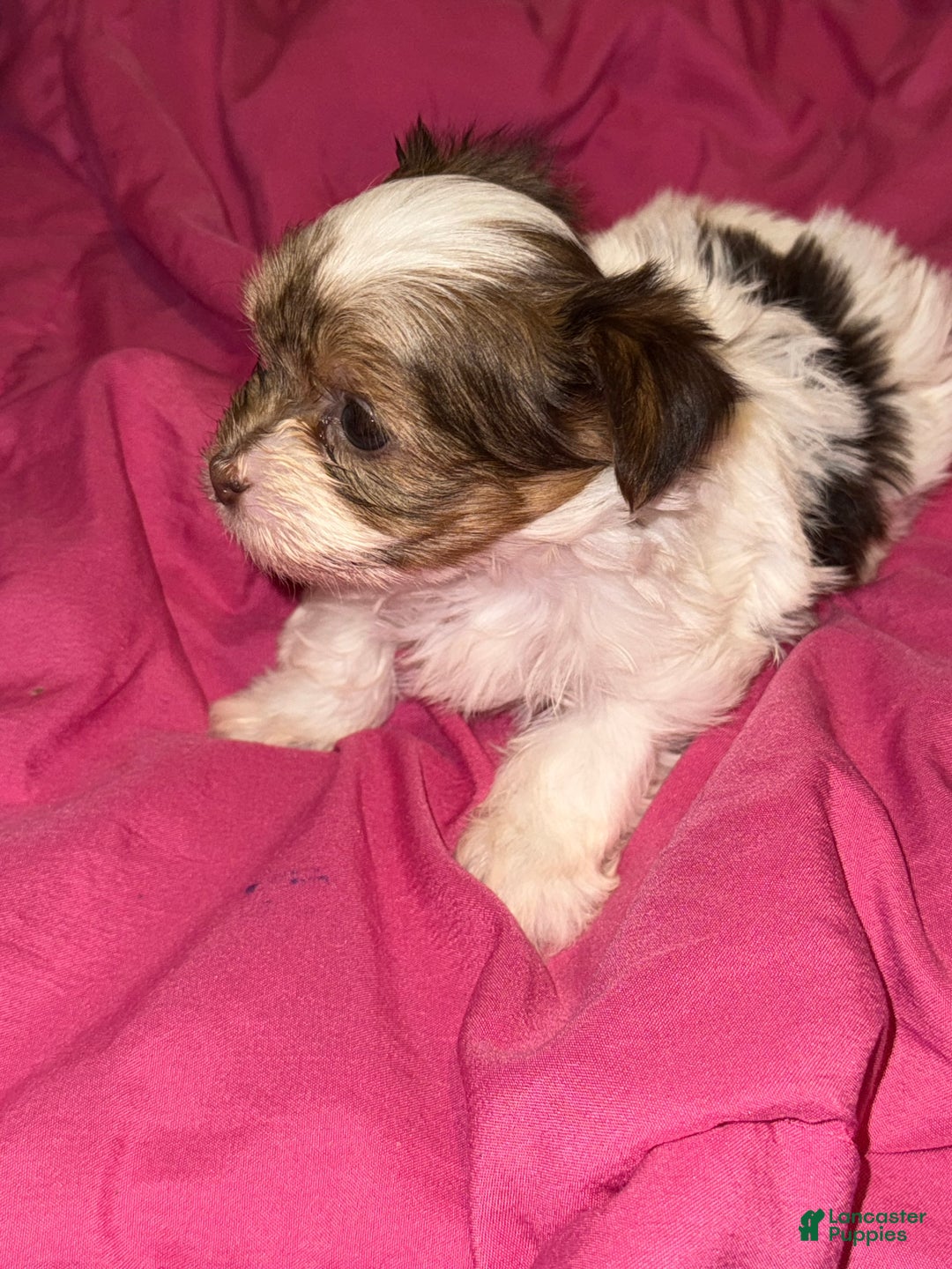 Yorkshire Terrier dogs for sale: Patches - Ad 4