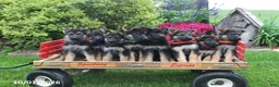 German Shepherd dogs for sale: Dutchess - Ad 2
