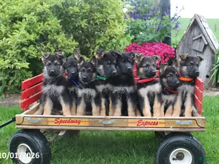 German Shepherd dogs Dutchess - Ad 2