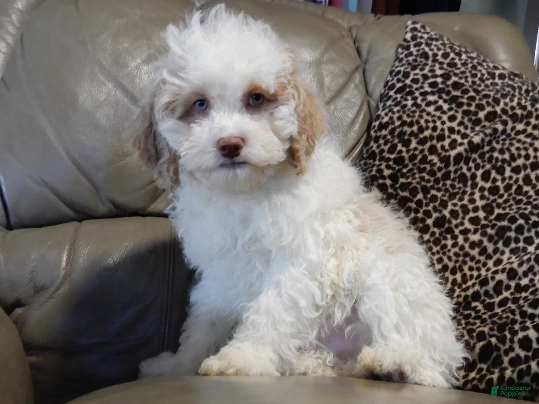 Cockapoo dogs for sale: Mickey - Ad 8