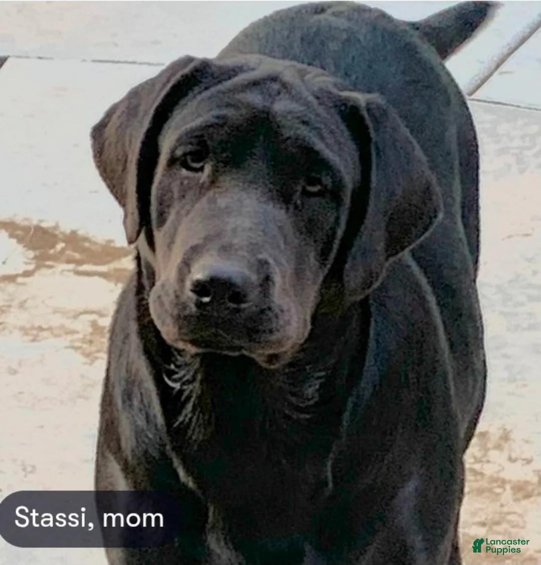 Goldador dogs for sale: Goldador Puppy 4 - Ad 2