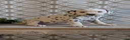 Dalmatian dogs for sale: Kylie - Ad 10
