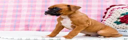 Boxer dogs for sale: Cupid - Ad 3
