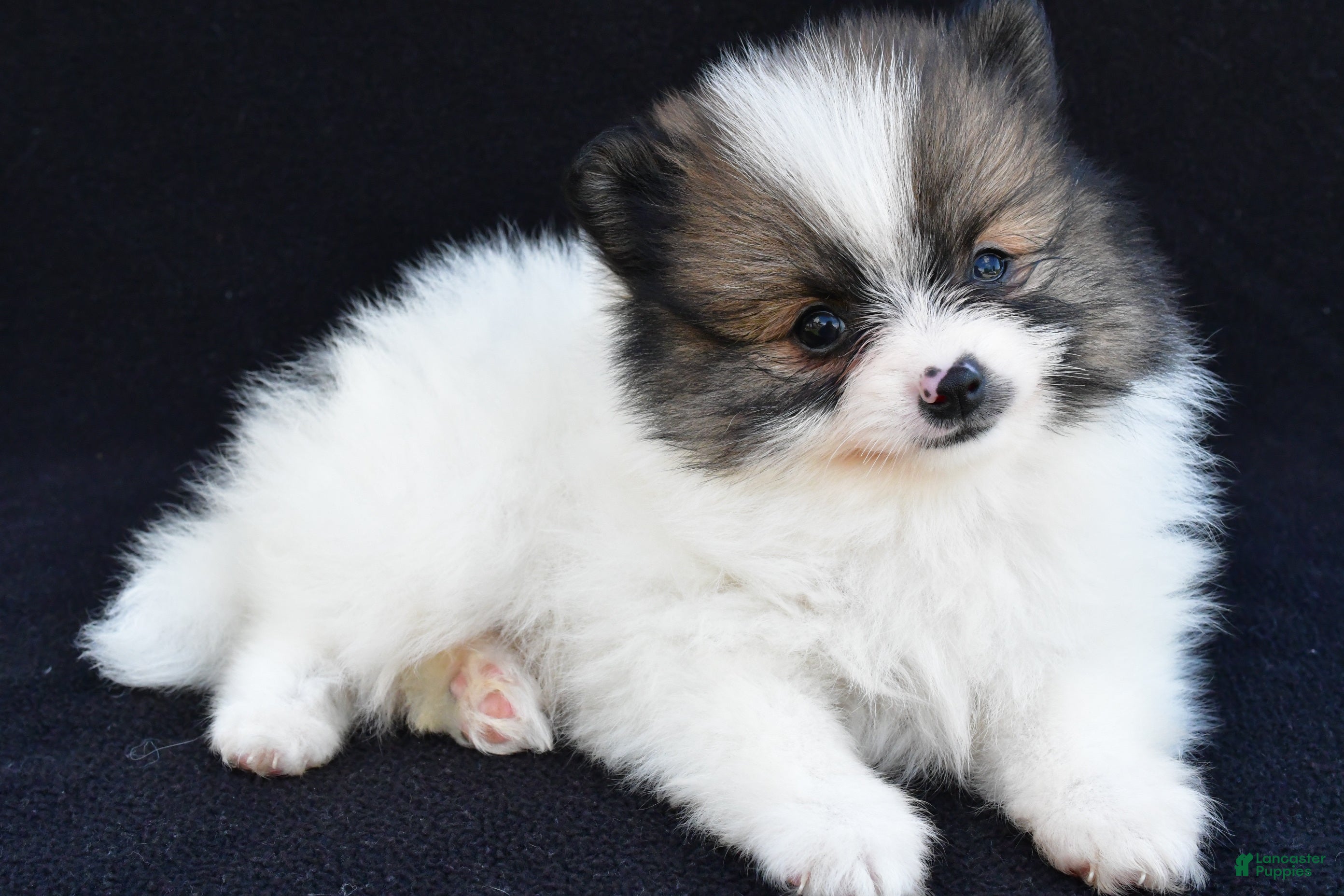 Pomeranian dogs Ollie - Ad 2