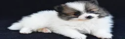 Pomeranian dogs for sale: Ollie - Ad 2