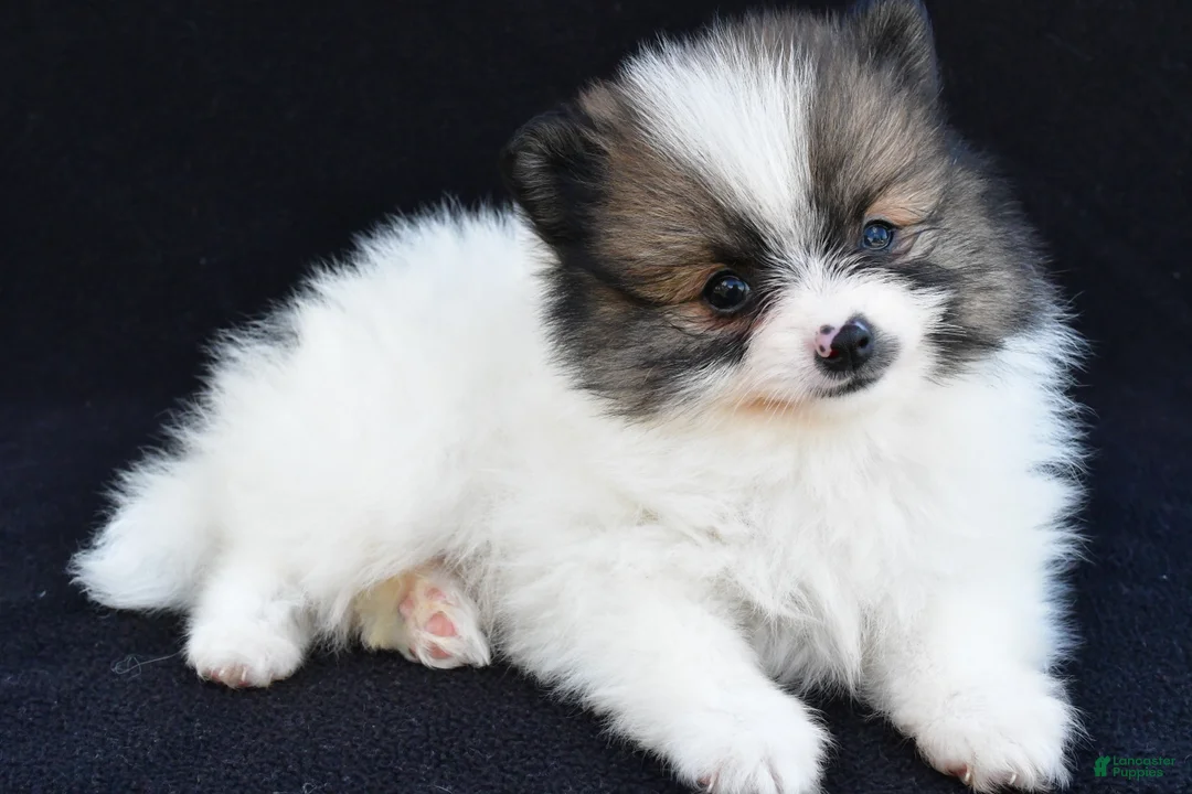 Pomeranian dogs for sale: Ollie - Ad 2