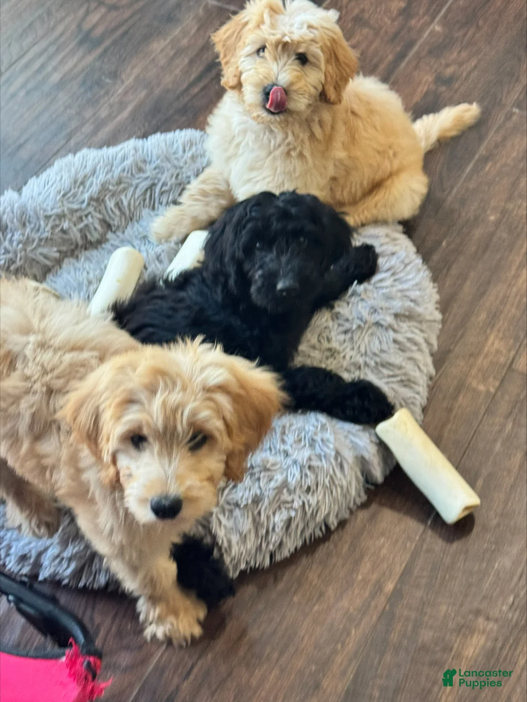 Goldendoodle dogs for sale: Mila Born 4/28/26 - Ad 2