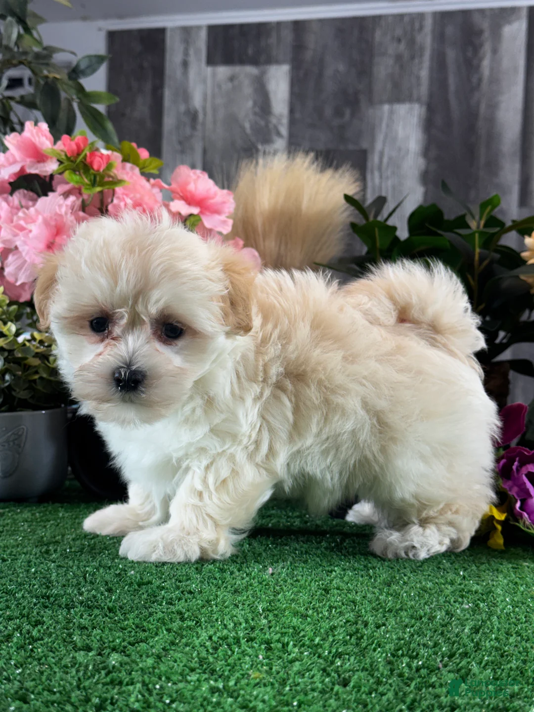 Mixed Breed dogs for sale: Levi - Ad 1