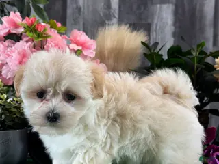 Mixed Breed dogs Levi - Ad 15