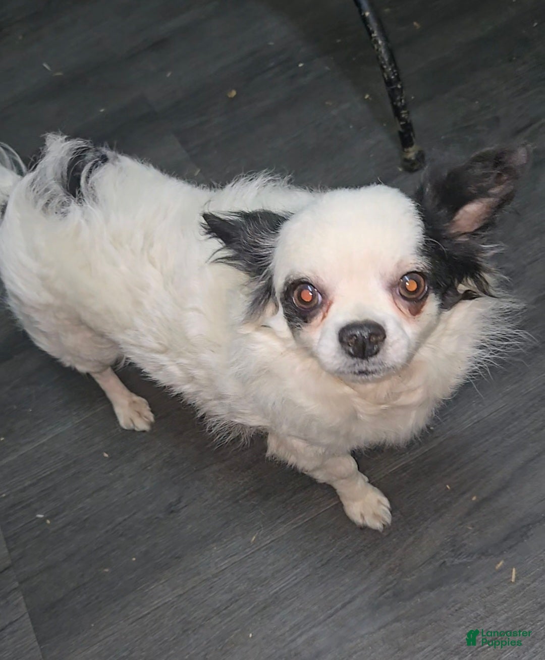 Chihuahua dogs for sale: Chihuahua Puppy 1 - Ad 1