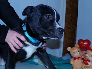 American Pit Bull Terrier dogs American Pit Bull Terrier Puppy 2 Baxter - Ad 14