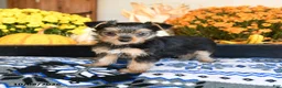 Shorkie dogs for sale: Tootsie - Ad 4