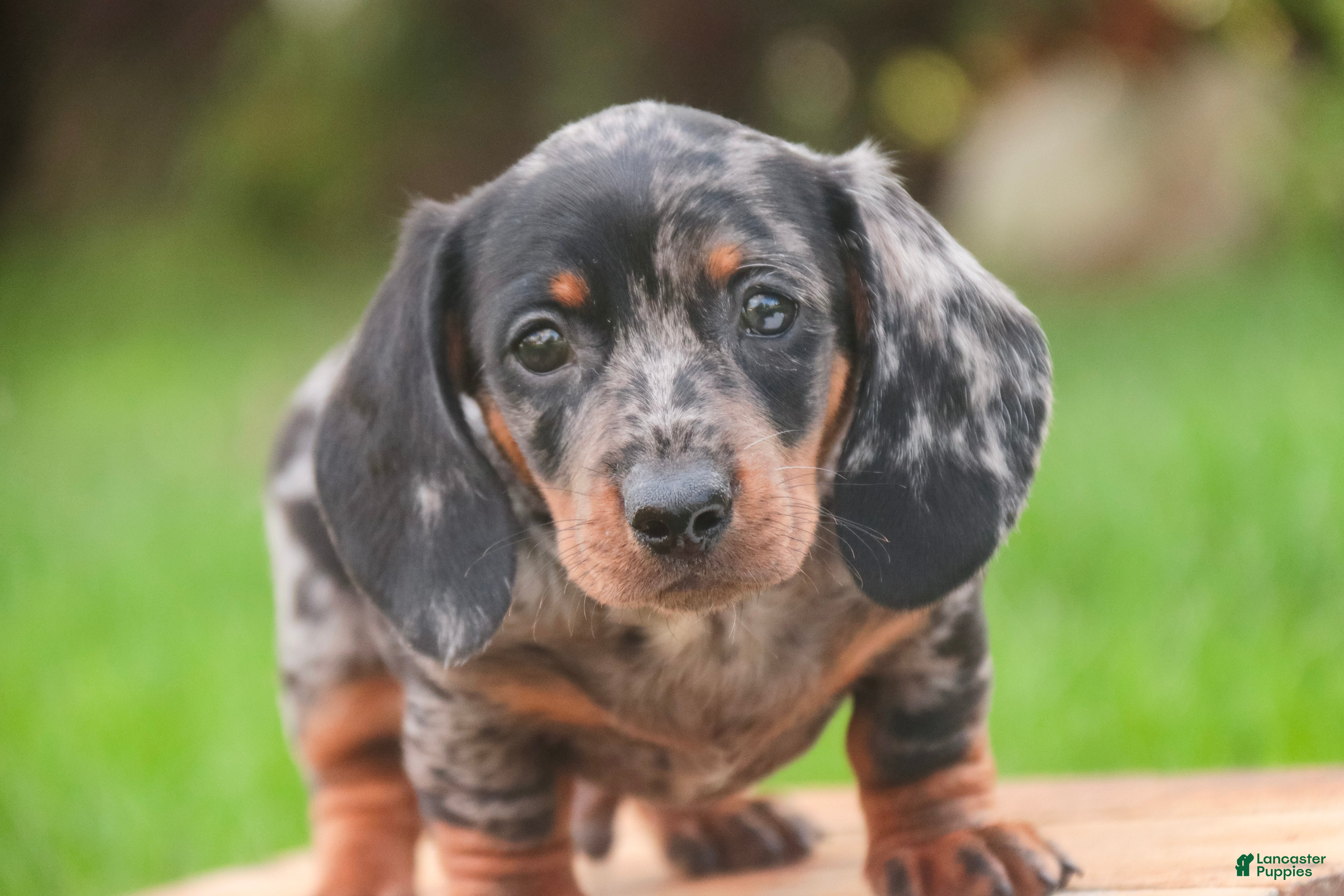 Miniature Dachshund dogs Garrett Miniature Dachshund  - Ad 1