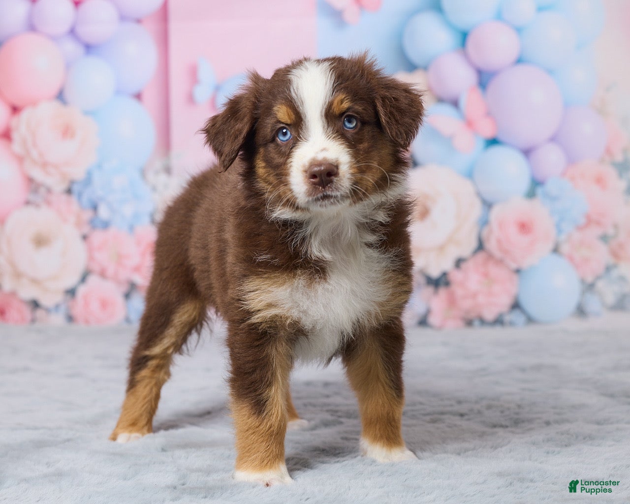 Australian Shepherd dogs Daisy - Ad 2
