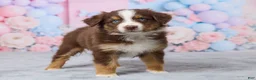 Australian Shepherd dogs for sale: Daisy - Ad 2