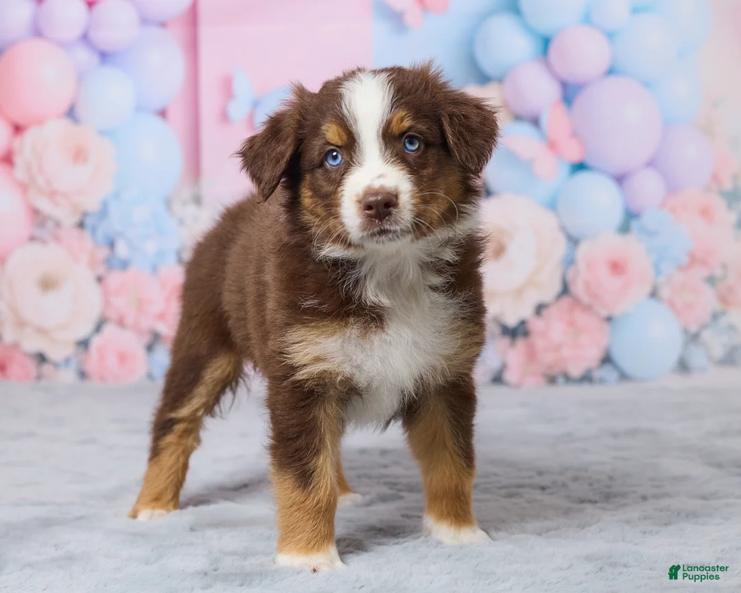 Australian Shepherd dogs for sale: Daisy - Ad 2
