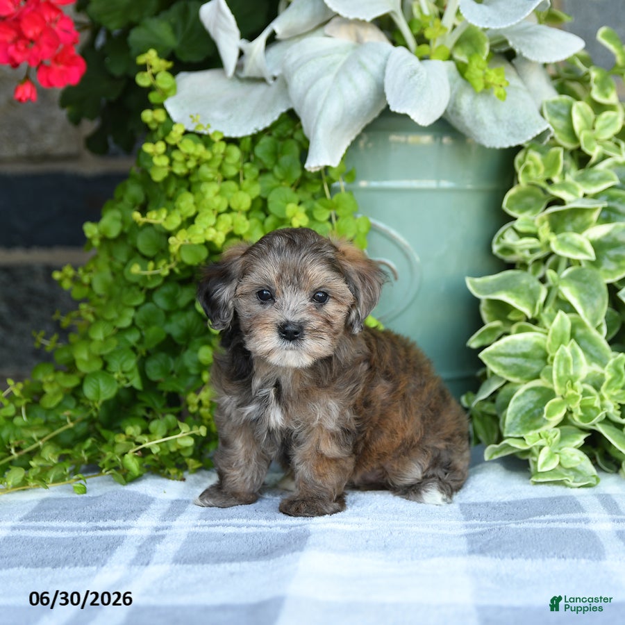 Maltipoo dogs Petunie  - Ad 1