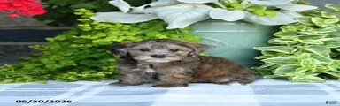 Petunie 