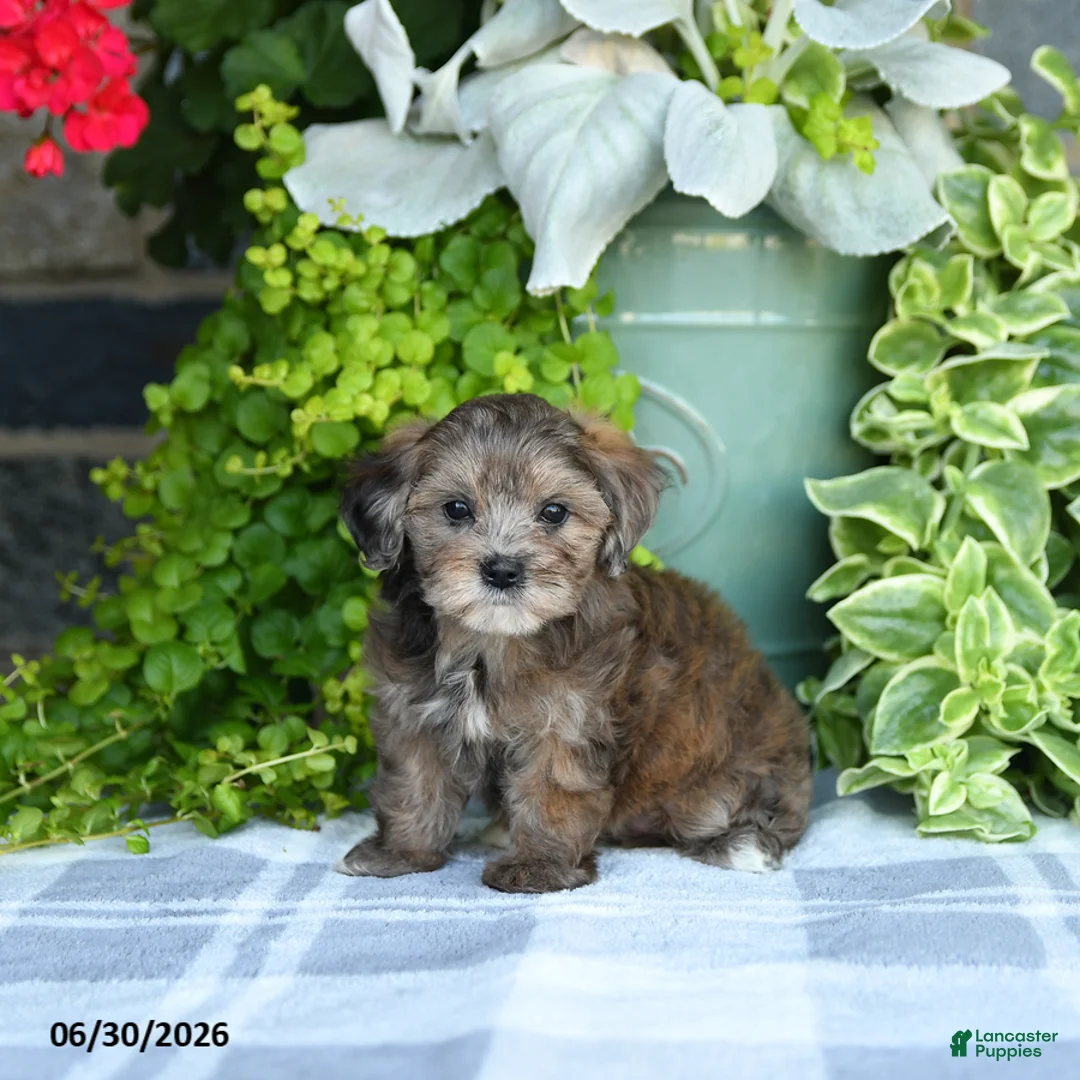 Maltipoo dogs for sale: Petunie  - Ad 1