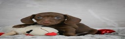 Miniature Dachshund dogs for sale: Hayes - Ad 7