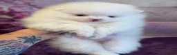 Pomeranian dogs for sale: Nala - Ad 2