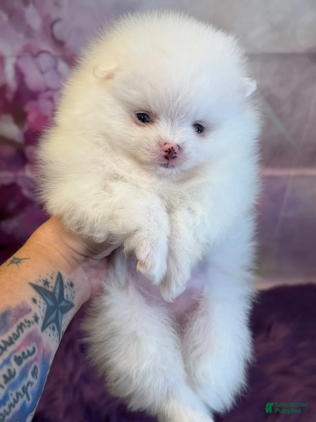 Pomeranian dogs for sale: Nala - Ad 2