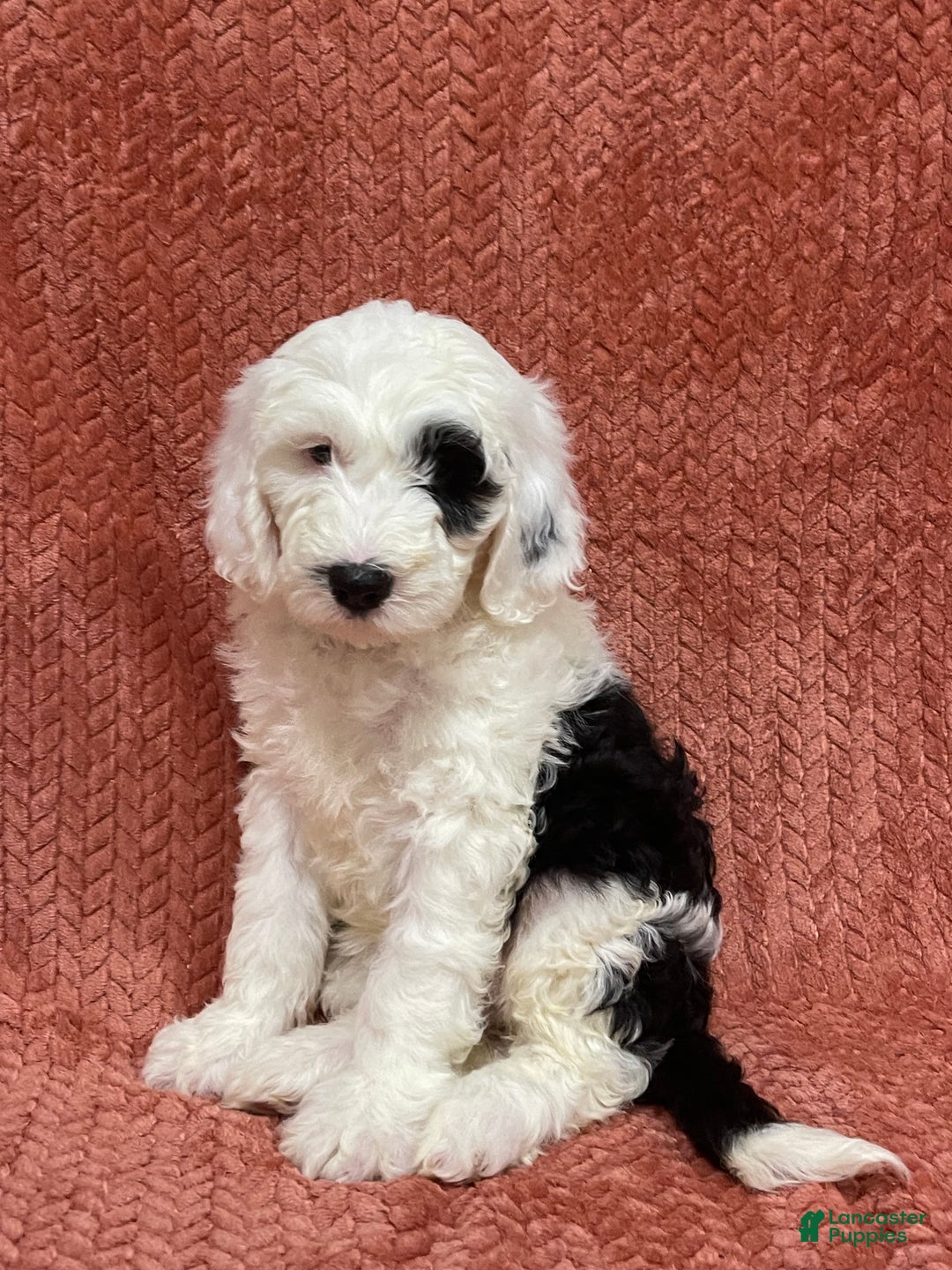 Sheepadoodle dogs for sale: Millie - Ad 1