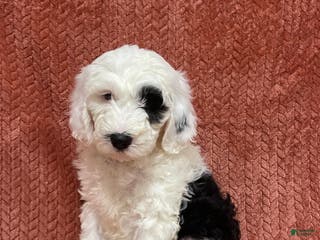 Sheepadoodle dogs Millie - Ad 20