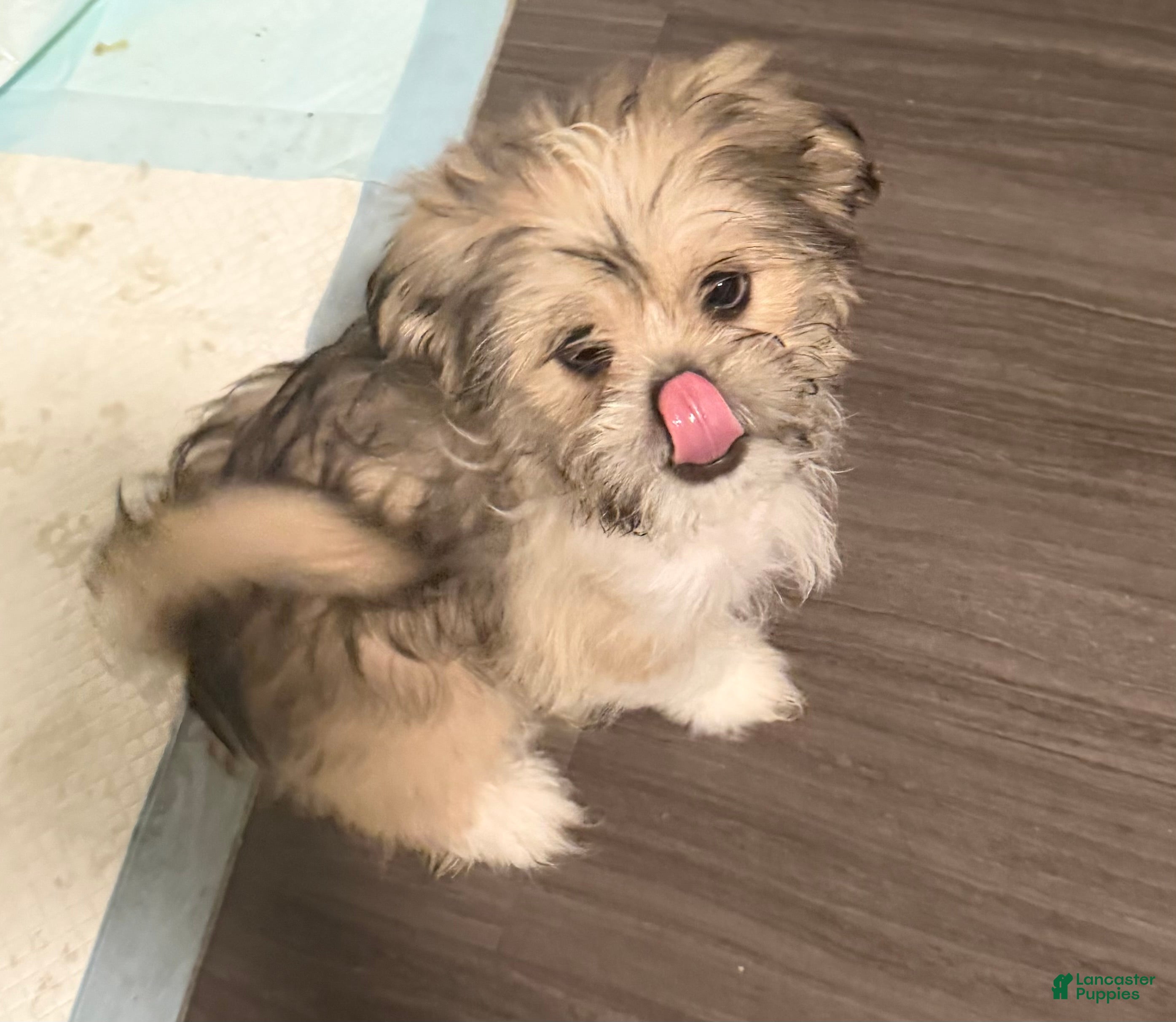 Mixed Breed dogs Peke- Tzu Pup 1 - Ad 13