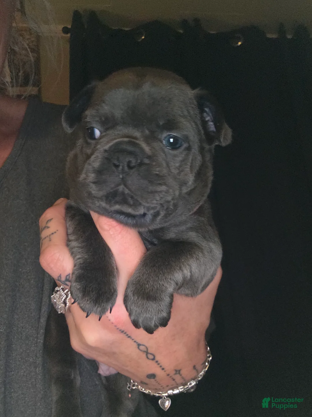 French Bulldog dogs for sale: French Bulldog Puppy 7 - Ad 1