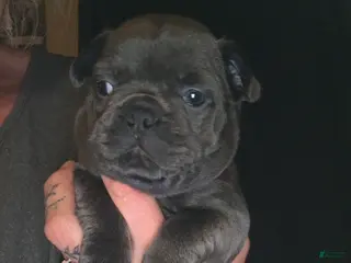 French Bulldog dogs French Bulldog Puppy 7 - Ad 14