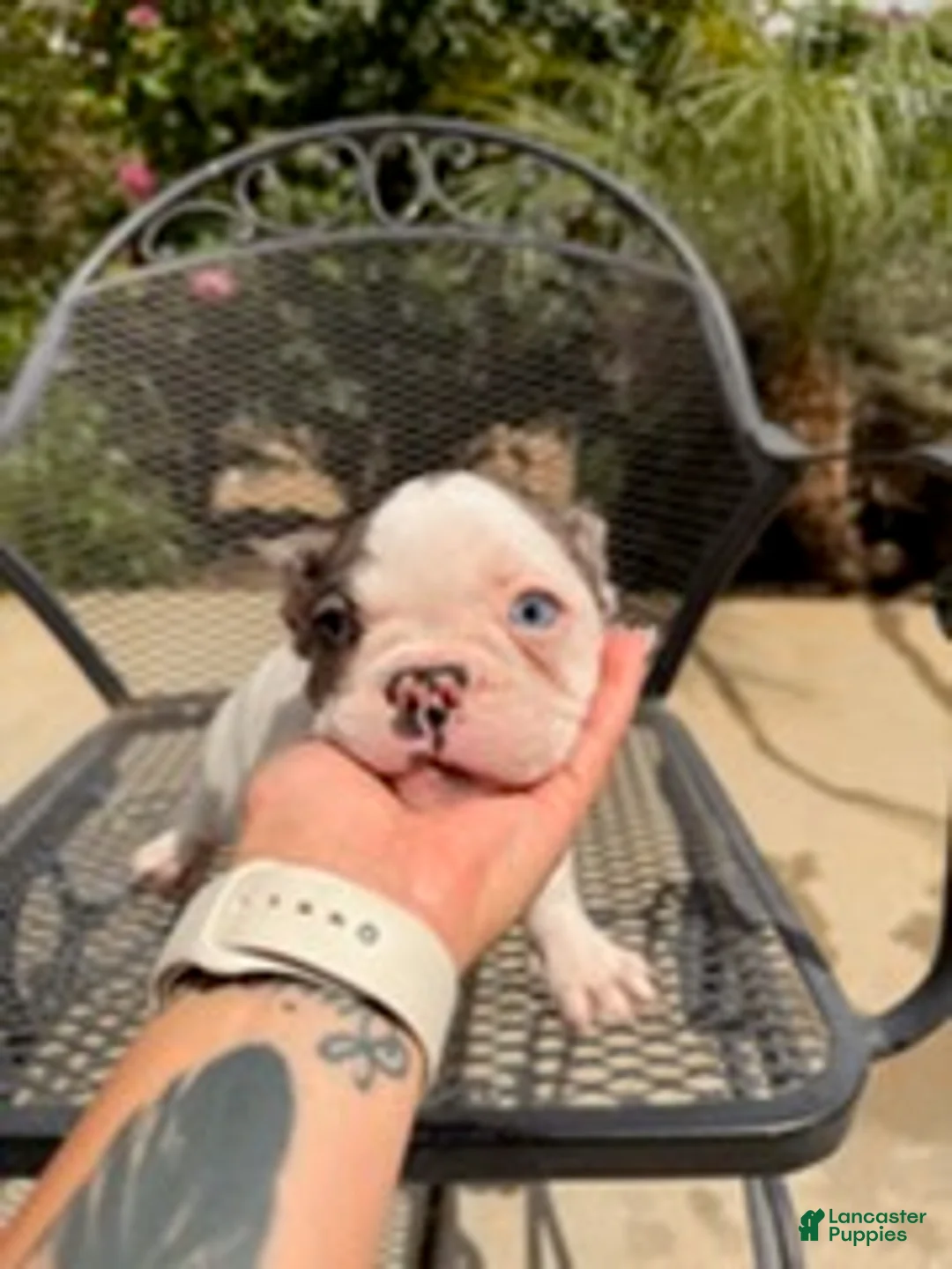 French Bulldog dogs for sale: Spade - Ad 4