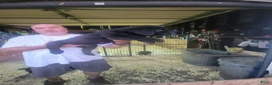 Cane Corso 2