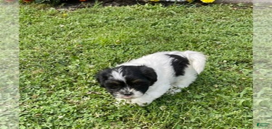 Gallery Image {{count}}