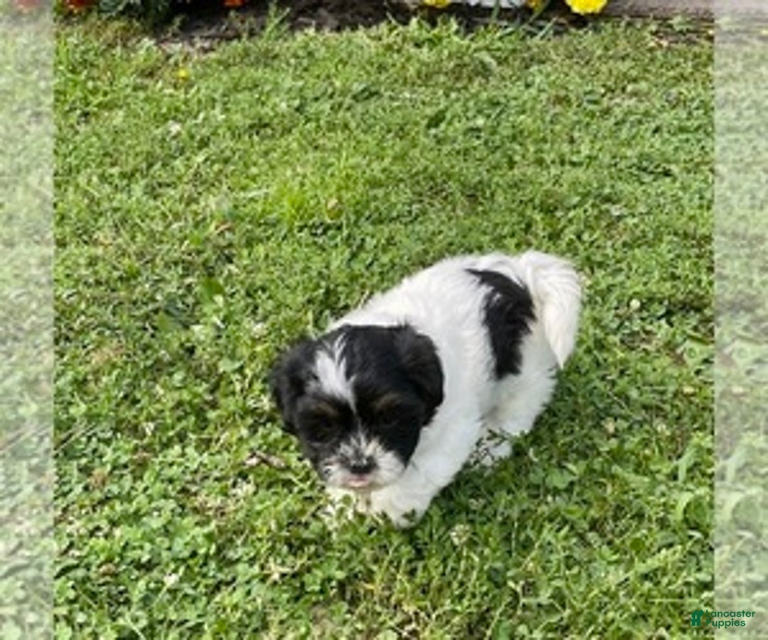 Gallery Image {{count}}