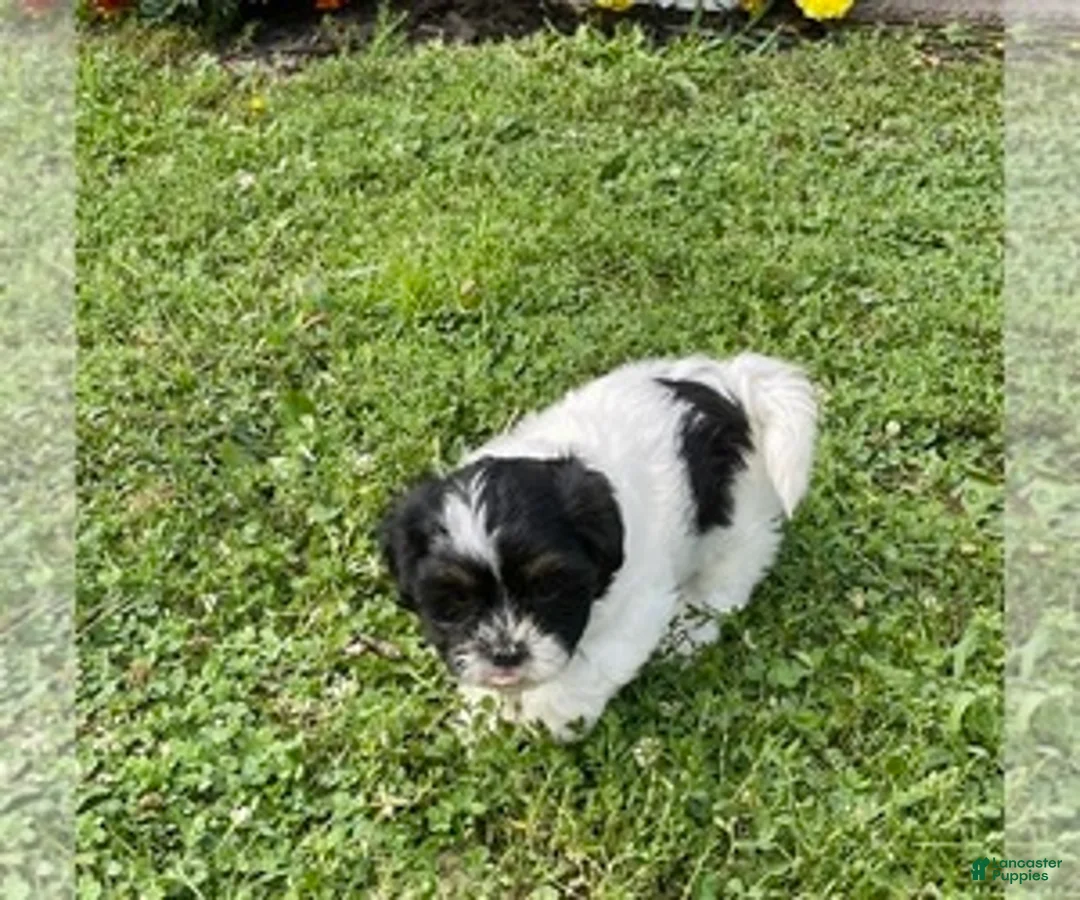 Gallery Image {{count}}