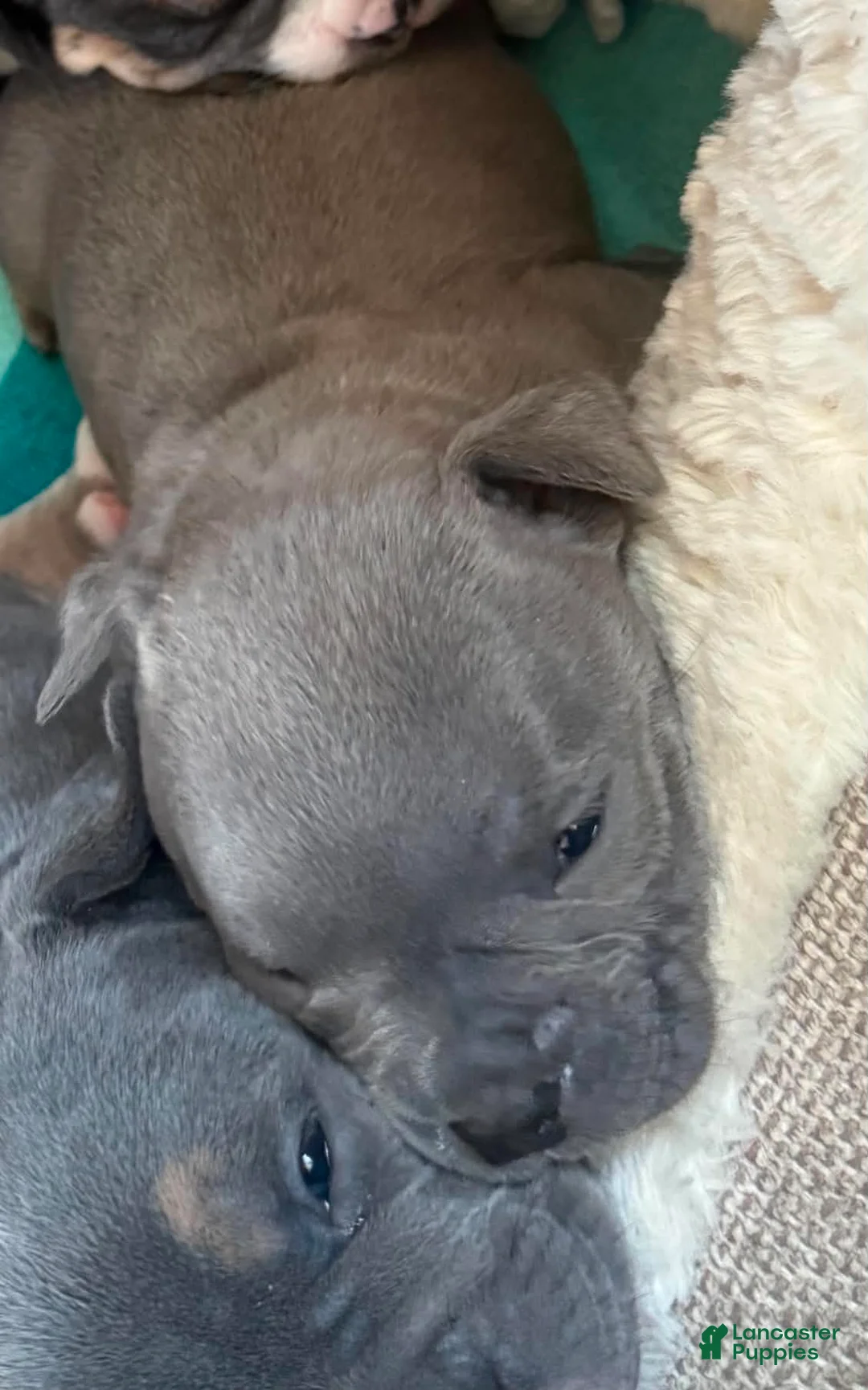 American Bully dogs for sale: Little Bit - Ad 2