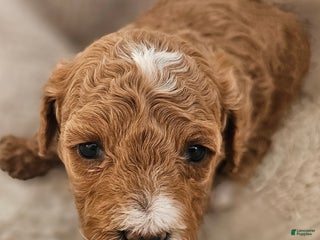 Cavapoo dogs Pam - Ad 15