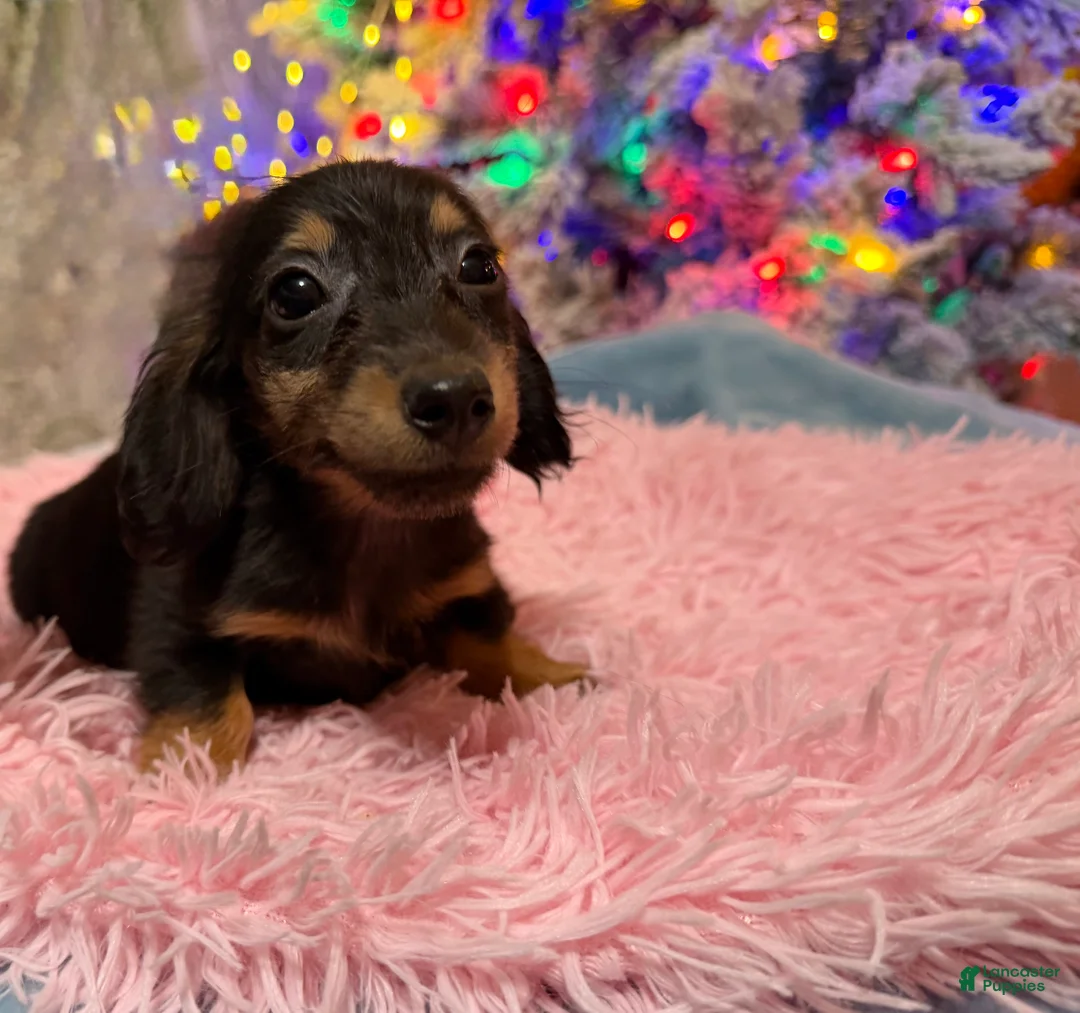 Miniature Dachshund dogs for sale: AKC Russian pra clear - Ad 85