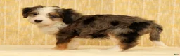 Mini Bernedoodle dogs for sale: Beauty - Ad 5