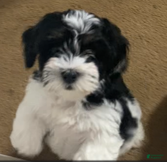 Shih Tzu dogs Shih Tzu Puppy 8 - Ad 9