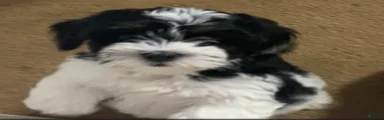 Shih Tzu Puppy 8