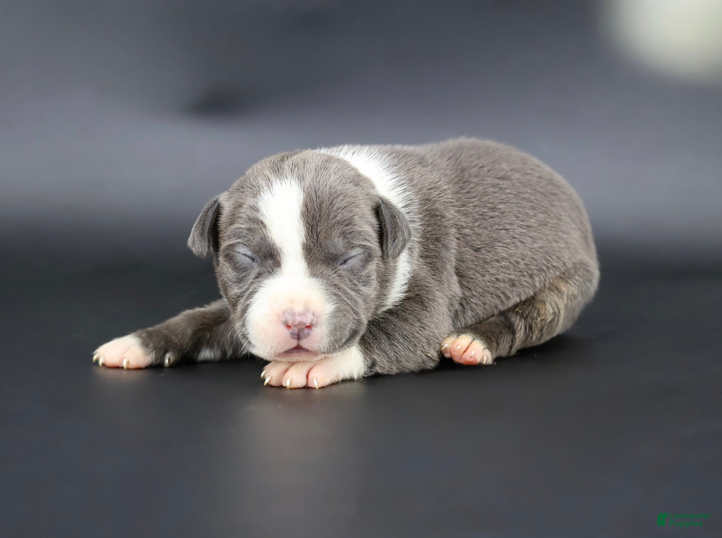 American Bully dogs Velvet - Ad 27