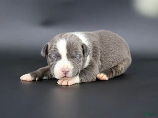 American Bully dogs Velvet - Ad 36