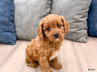 Cavapoo dogs Bambi - Ad 14