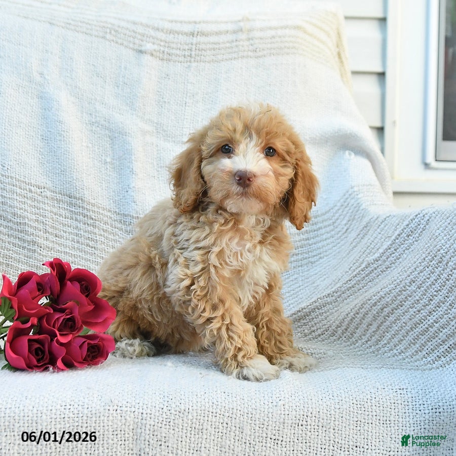 Mini Goldendoodle dogs Mabel - Ad 1
