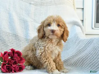Mini Goldendoodle dogs for sale: Mabel - Ad 2