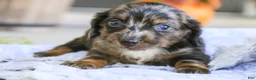 Miniature Dachshund dogs for sale: Dustin Miniature Dachshund  - Ad 4