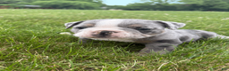 Mixed Breed dogs for sale: Rocky - Ad 3