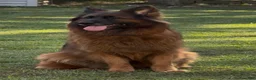 German Shepherd dogs for sale: World bloodline German Shepherd rehome now - Ad 3